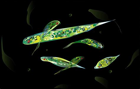 How Does Euglena Move Locomotion And Movement In Euglena