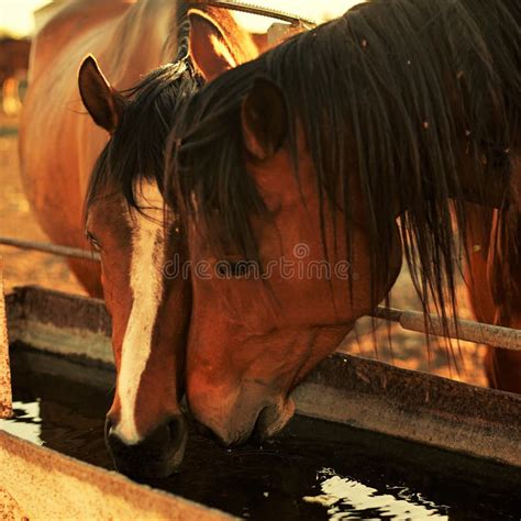 1062 Horses Drink Water Stock Photos Free And Royalty Free Stock