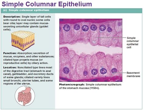 Eight Types Of Epithelial Tissue Organic Chemistry Study Medical