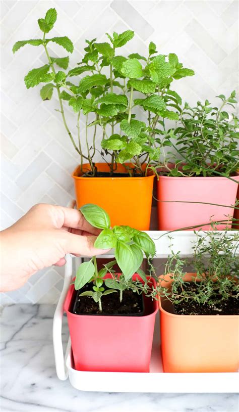 Make A Colorful Indoor Herb Garden A Beautiful Mess