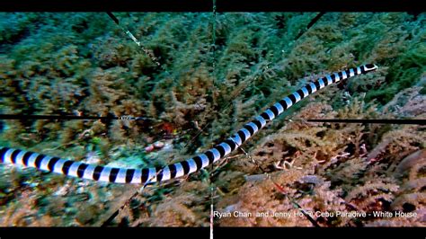 貝爾徹海蛇belchers Sea Snake Hydrophis Belcheri 1m Youtube