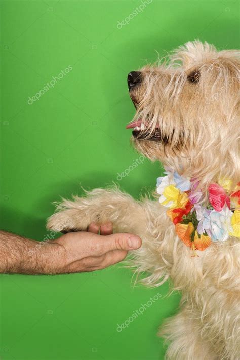 Dog shaking paw. Royalty Free Stock Photos , #ad, #paw, #shaking, #Dog, #Royalty #AD
