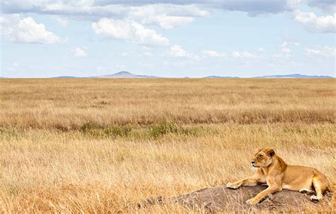 Safari Landscape Stock Photos Pictures And Royalty Free Images Istock