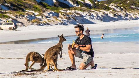 Killing Them With Kindness Fear For Kangaroos At Was Lucky Bay As