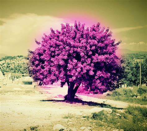 Purpletree Purple Tree Hd Wallpaper Peakpx