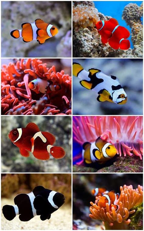 They are very active and as a result can become quite expensive. Saltwater aquarium fish species for beginners - reef ...