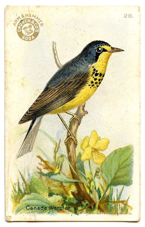 Vintage Bird Illustration Design Illustration Textures Shapes