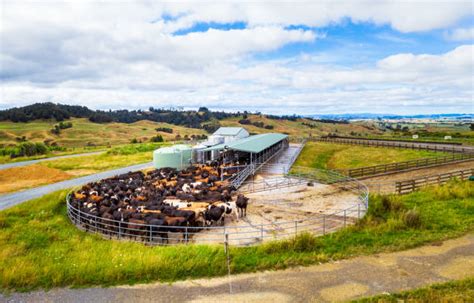 20 New Zealand Milking Shed Stock Photos Pictures And Royalty Free