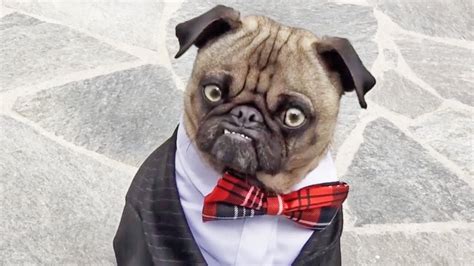 23 Reasons Why Pug Faces Are The Best Dogbuddy Blog