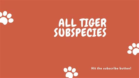 All Tiger Subspecies Youtube
