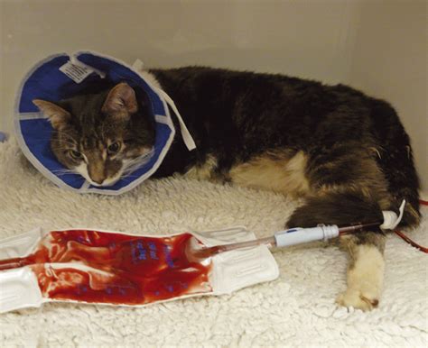 Cat With Blood In Urine Treatment Cat Meme Stock Pictures And Photos