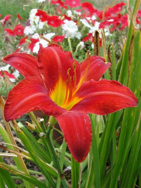 How to tell the difference between lilies and daylilies? CHICAGO APACHE - Oakes Daylilies