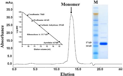 Size Exclusion Chromatography Of Purified M A The Left Insert Is A