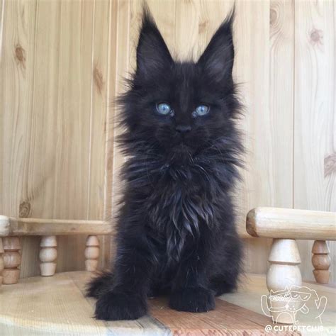 20 Most Popular Long Haired Cat Breeds Cute Animals