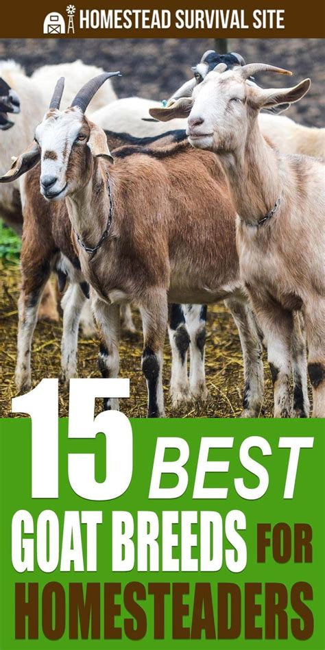 15 Best Goat Breeds For Homesteaders Homestead Survival Site Goats