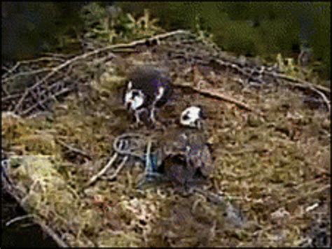Northumberland Ospreys Produce Three Chicks Bbc News