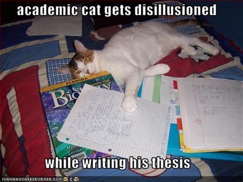 Academic Cat Cats Cat Life Kitty