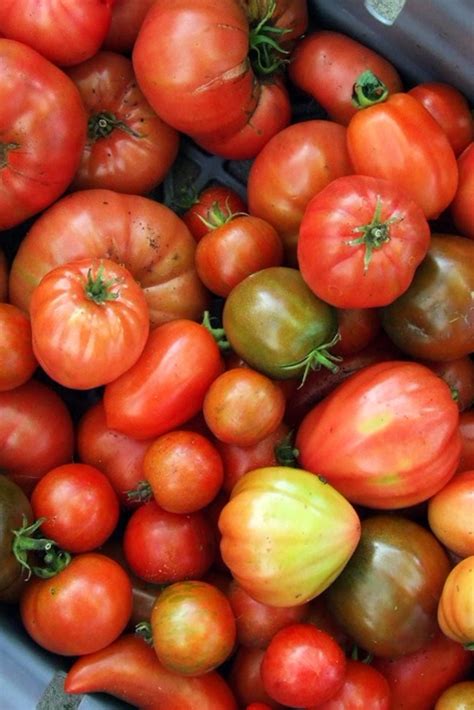 Italian Tomato Recipes Great Italian Chefs Italian Tomatoes Recipe