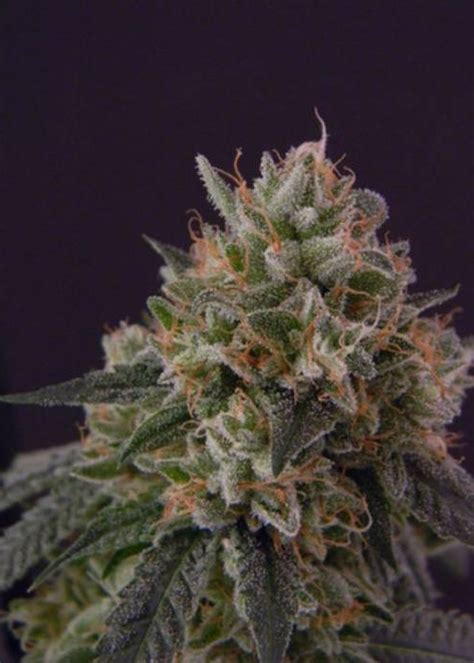 Pure Chem 91 Feminized Strain Info Pure Chem 91 Feminized Weed By