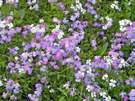 Guarantee 1000 Seeds Virginia Stock Flower Seeds Sunpart Shade Lilac