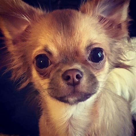 Chihuahua Nose Pets Lovers