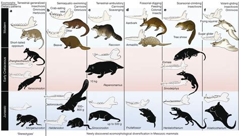Mesozoic Era Early Mammals Pets Lovers