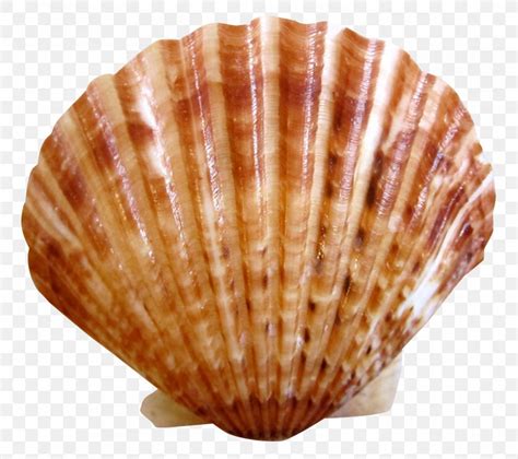 Clam Scallop Nantucket Seashell Cockle Png 1400x1243px Nantucket Bay Scallop Clam Clams