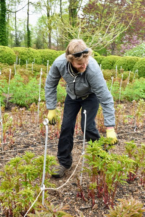 Staking My Herbaceous Peonies At The Farm The Martha Stewart Blog