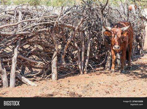 Nguni Cow Kraal Himba Image And Photo Free Trial Bigstock