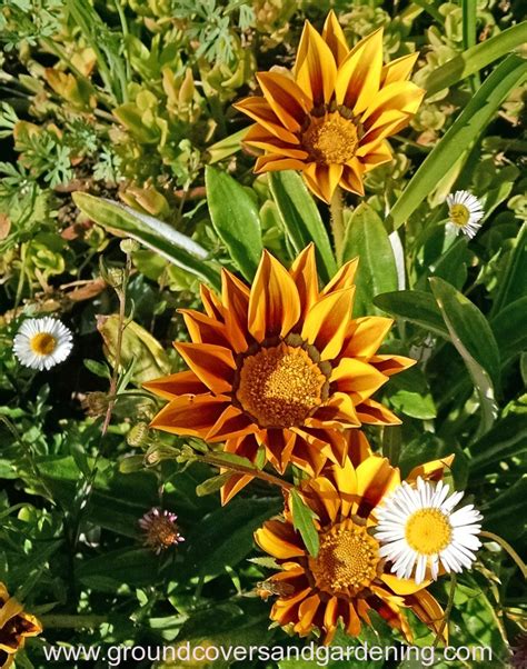 Now that we have talked about taking care of your skin in the sun, let's talk about those beautiful summer flowers! Ground Cover Plants For Sunny Areas