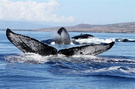 Hawaiian Islands Humpback Whale Conserve Americas Ocean National