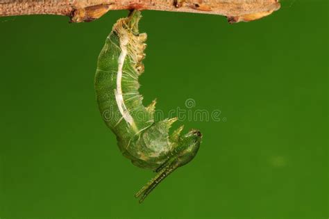 The Process Of Pupation 38butterfly Stock Photo Image Of Eclosion