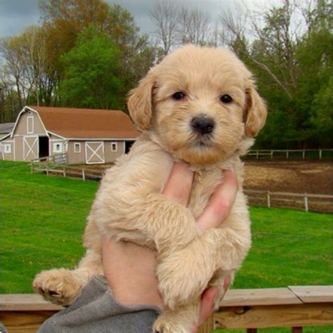 We did not find results for: Whoodle (Wheaton Terrier/Poodle mix). Love! | Cute pups ...