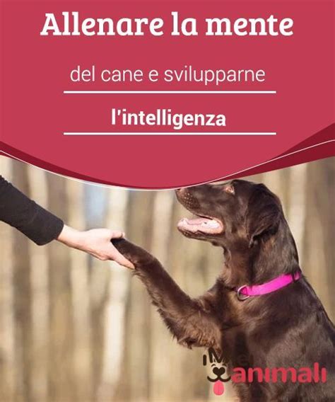 Allenare La Mente Del Cane E Svilupparne Lintelligenza Cani