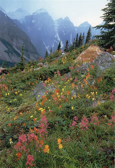 Wildflowers Blooming On The Side Of A Mountain Slope