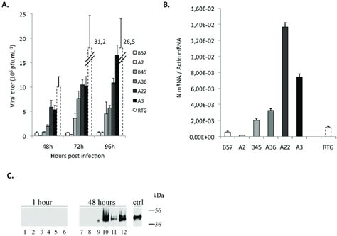 Titer (or titre) is a way of expressing concentration.1 titer testing employs serial dilution to obtain approximate quantitative information from an analytical procedure that inherently only evaluates as. Viral titer, production of N transcripts and protein by ...