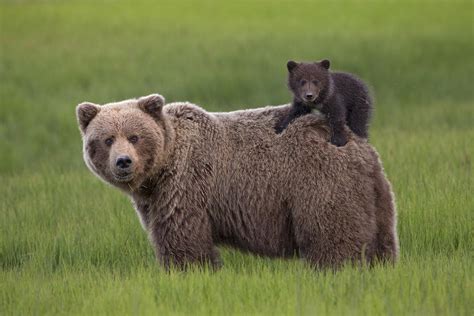 Grizzly Bear Cub Riding Lake Clark Photograph By Ingo Arndt Fine Art