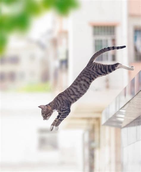 A Tabby Cat Jumping From A Height Snap Shot Outdoor Wild Cat Stock