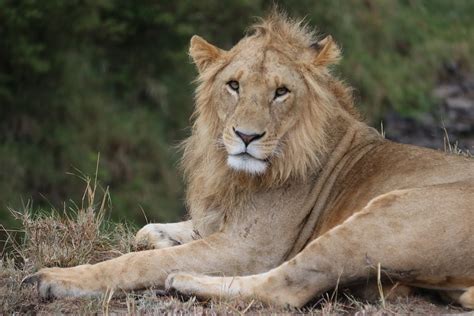 Male Lion Pictures | Download Free Images on Unsplash