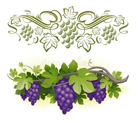 Grapes Ripe Grapes On The Vine Fruits Drawing Grape Vines Vector
