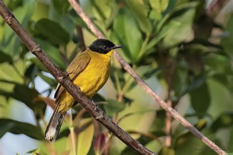 Black Capped Bulbul Pycnonotus Melanicterus