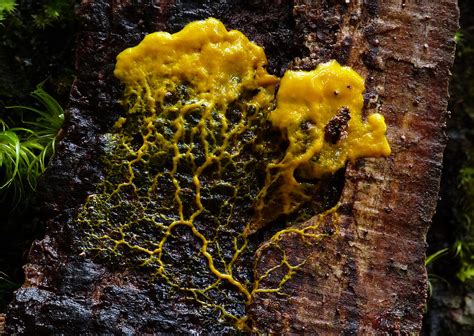 Find and follow posts tagged slime mold on tumblr. Slime mould. | Are Slime Moulds really Fungi? No, slime ...