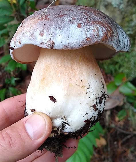 Boletus Regineus Queen Bolete 1500 Douglas County Or Rforaging