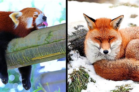 Red Pandas Vs Red Foxes