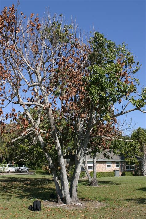 Wilt Disease Hits Laurel Trees Including Avocados Ufifas Extension