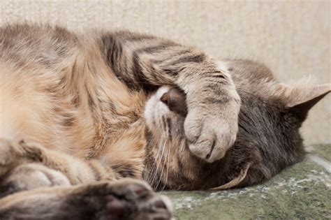 Den hund während des urlaubs abgeben zu müssen kann einfach sein. 12 Cats That Are Definitely Libertarians