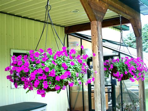 Sep 14, 2021 · how to plant your pots so your flowers bloom all year if you plant containers wisely, you can enjoy a fresh look all year round by alice vincent 23 sep 2021, 3:58pm Hanging Year Round Containers | Outdoor plants, Plants ...