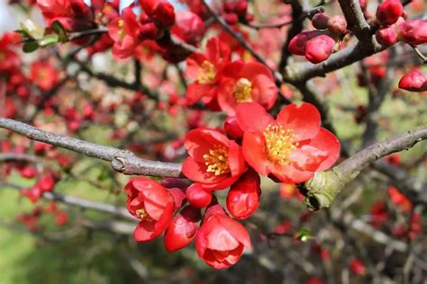 How To Grow And Care For Flowering Quince Chaenomeles Growingvale