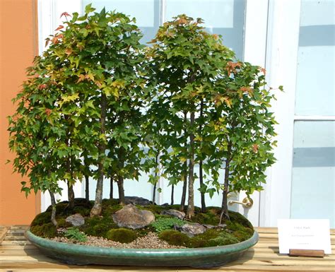 Maple Tree Forest Bonsai Bonsaiherbal