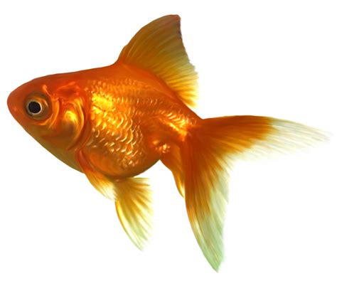 Goldfish Png Transparent Image Download Size 1165x972px